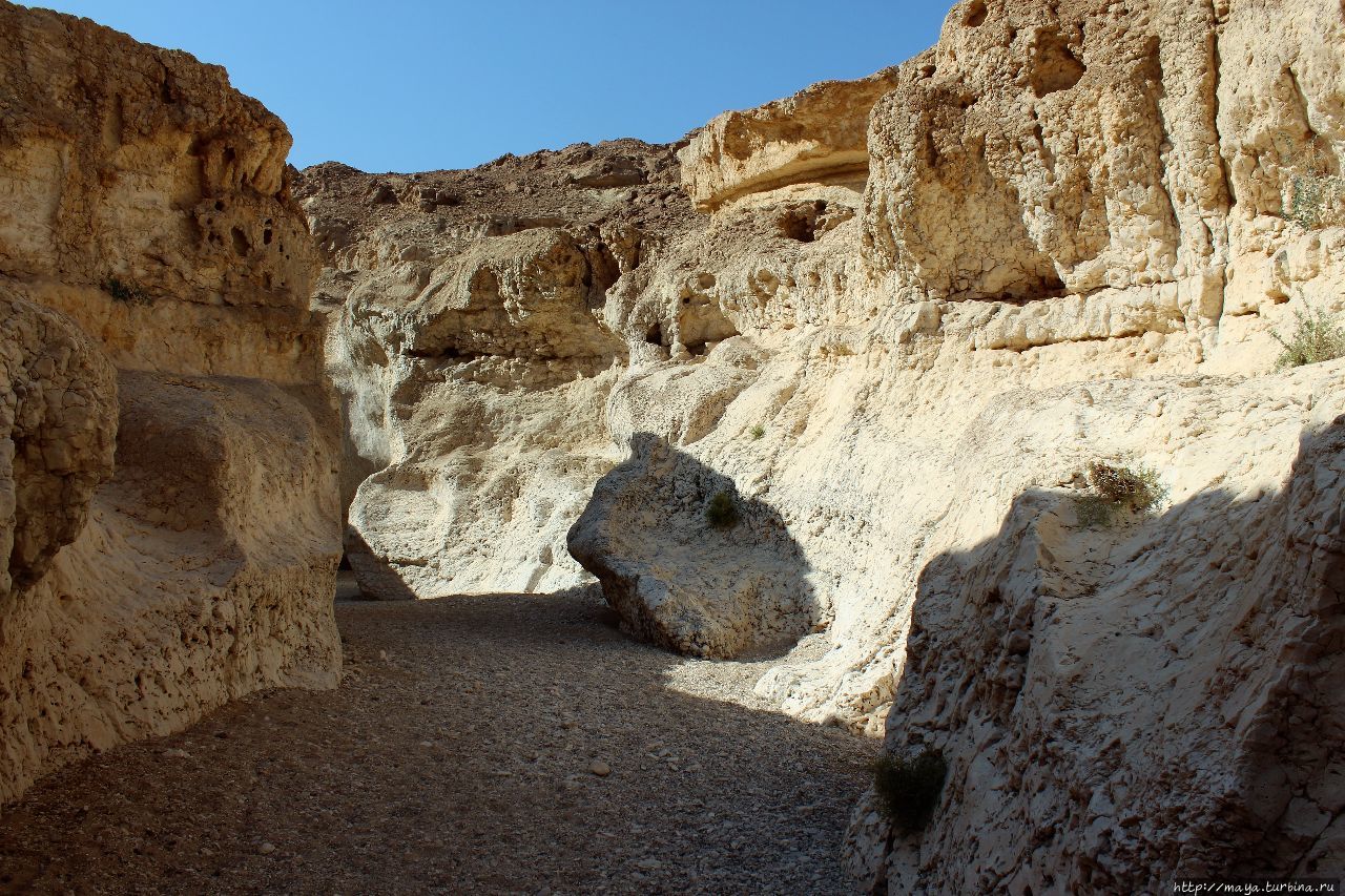 Парсат Некорот октябрь 2016 Мицпе-Рамон, Израиль Парсат Некорот октябрь 2016 Мицпе-Рамон, Израиль