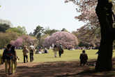 Shinjuku gyoen