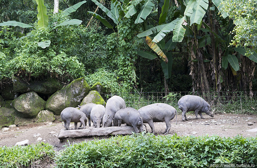 Хрюши тоже бывают саблезубые... Хрюши тоже бывают саблезубые...