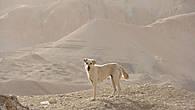 Собака в пустыне