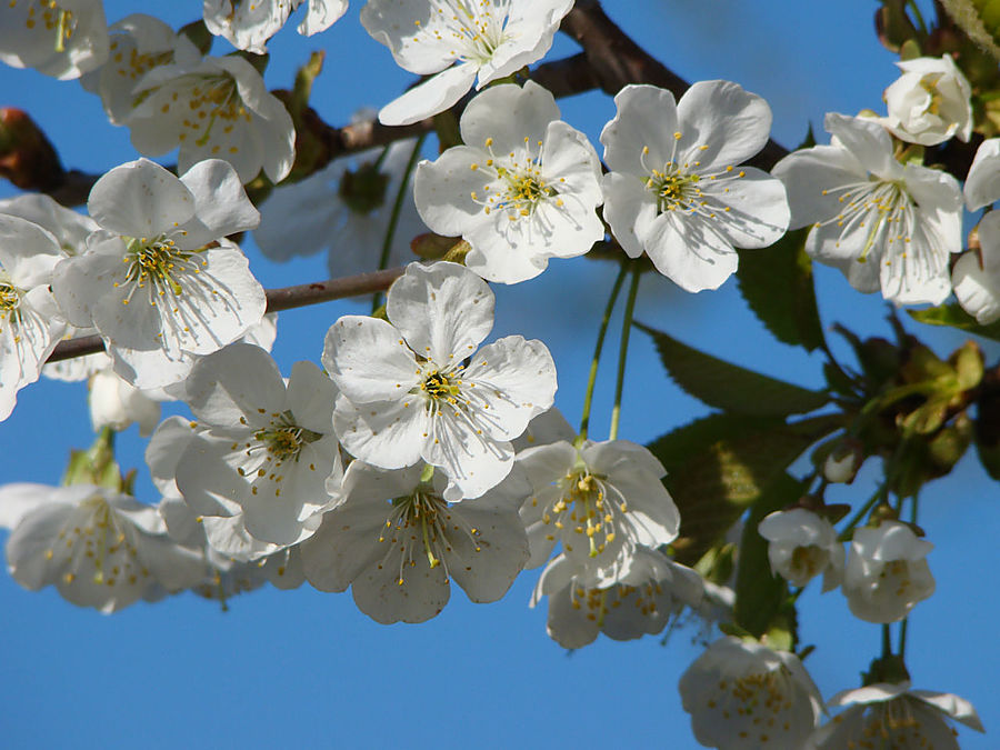Моя сакура Москва, Россия Моя сакура Москва, Россия