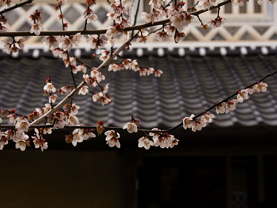 Во дворе цветёт ранняя сакура. Утико, Япония