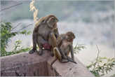 А обезьяны очень прикольно сидели на самом краю обрыва и наблюдали, что там делается внизу...
*