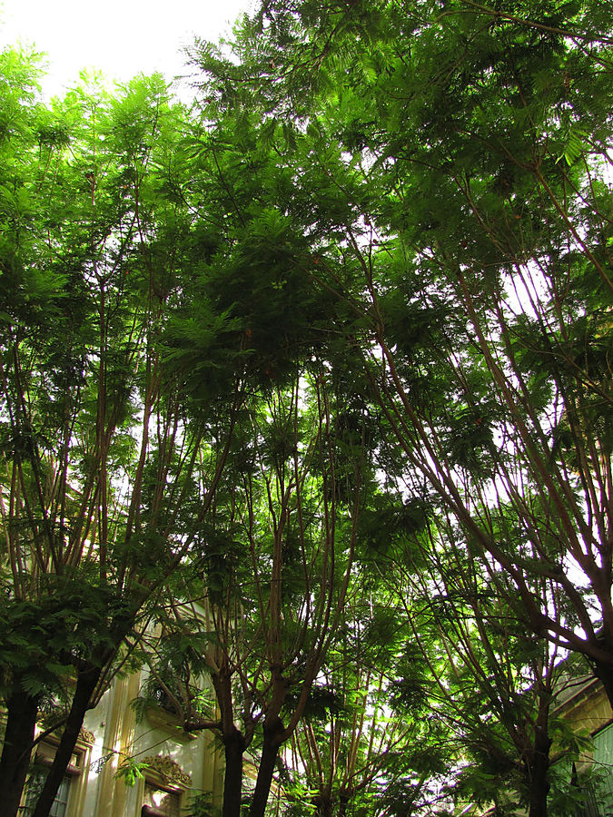 Под этими кронами мы вчера ужинали ) Под этими кронами мы вчера ужинали )