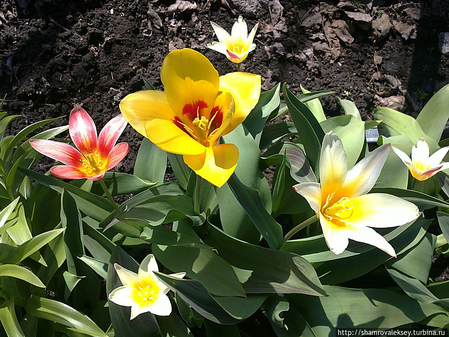 Яркие тюльпаны прекрасным дамам в праздничный день Россия Яркие тюльпаны прекрасным дамам в праздничный день Россия
