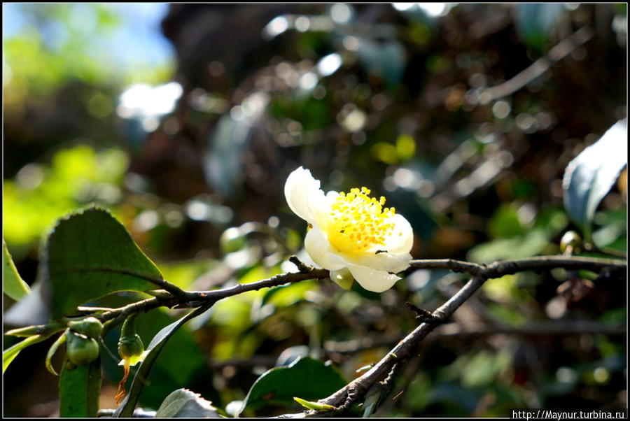 Так  цветет  чай. Нувара Элия, Шри-Ланка