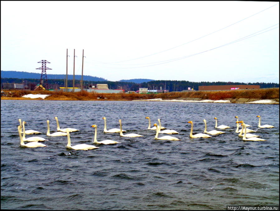 Пусть летят по небу лебеди... Южно-Сахалинск, Россия Пусть летят по небу лебеди... Южно-Сахалинск, Россия