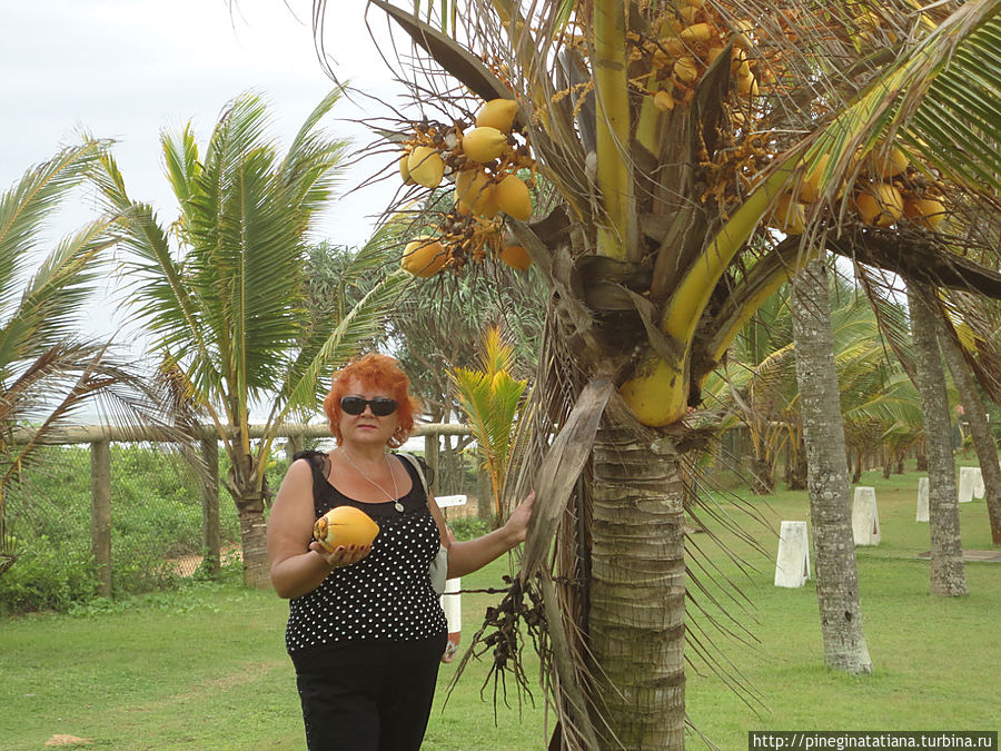 Мадам,кокосы летают над головой,будьте бдительны! Бентота, Шри-Ланка