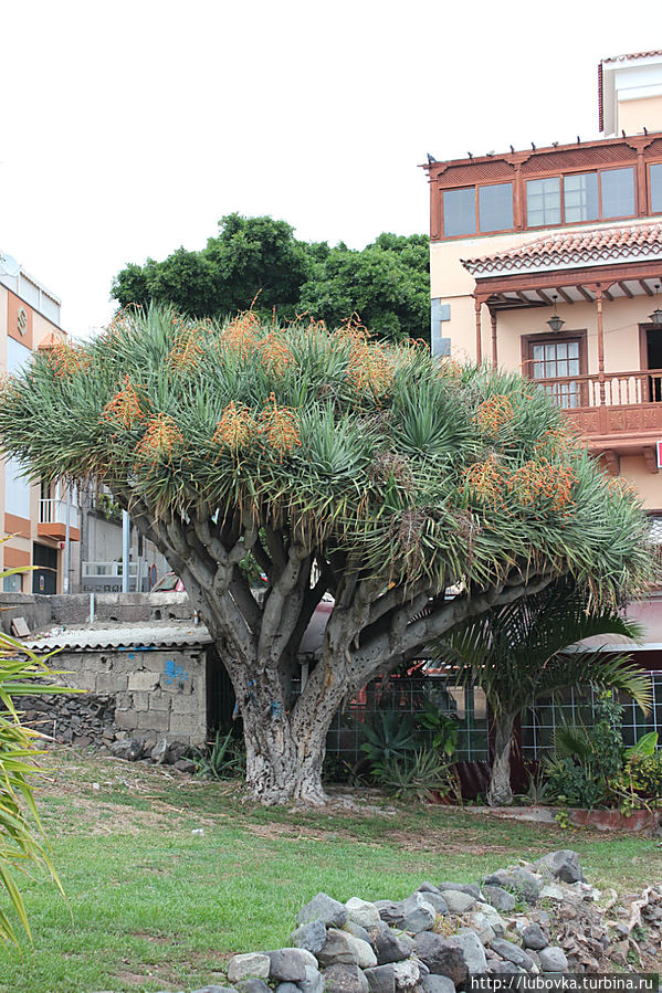 Драконово дерево (Dracaena draco) в  городе Сан Андрес. Икод-де-лос-Винос, остров Тенерифе, Испания