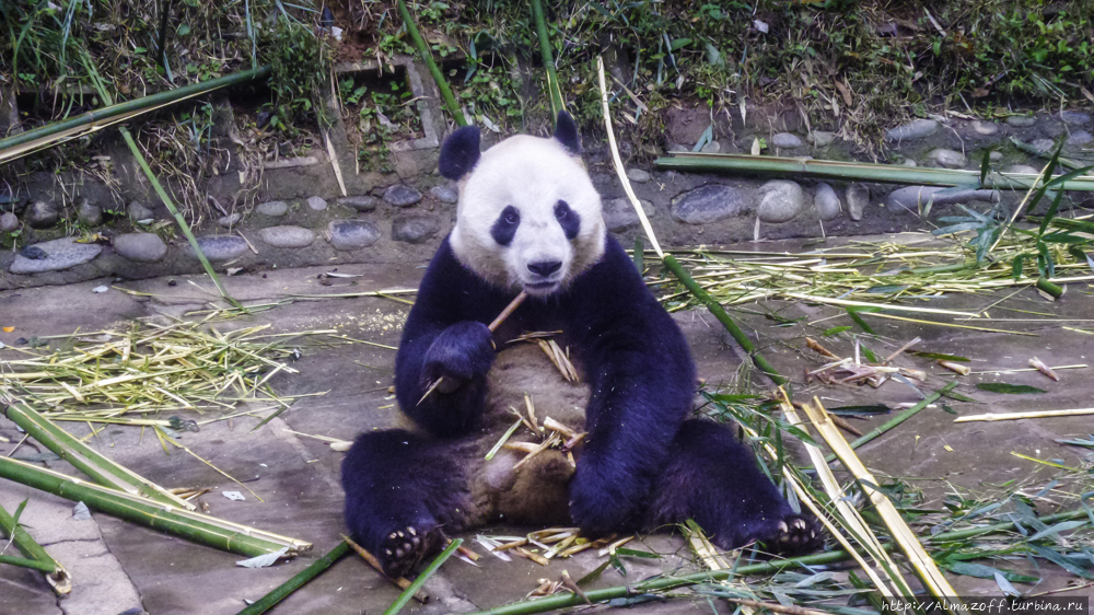 Резерват большой панды БиФенгСя / Bifengxia panda base