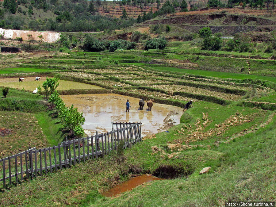 Трудовые будни мадагаскарского села Провинция Фианаранцуа, Мадагаскар