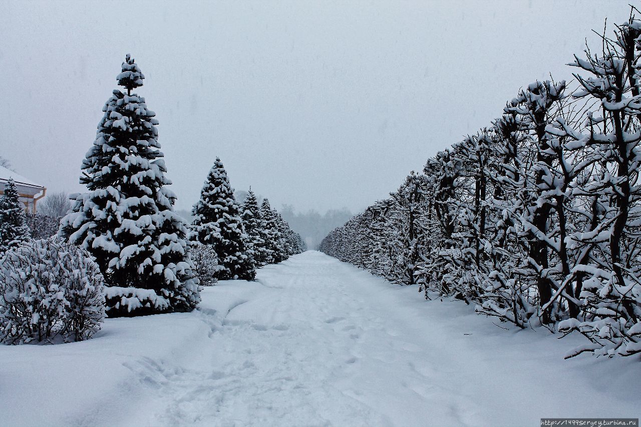 Габитус Ломоносов, Россия Габитус Ломоносов, Россия