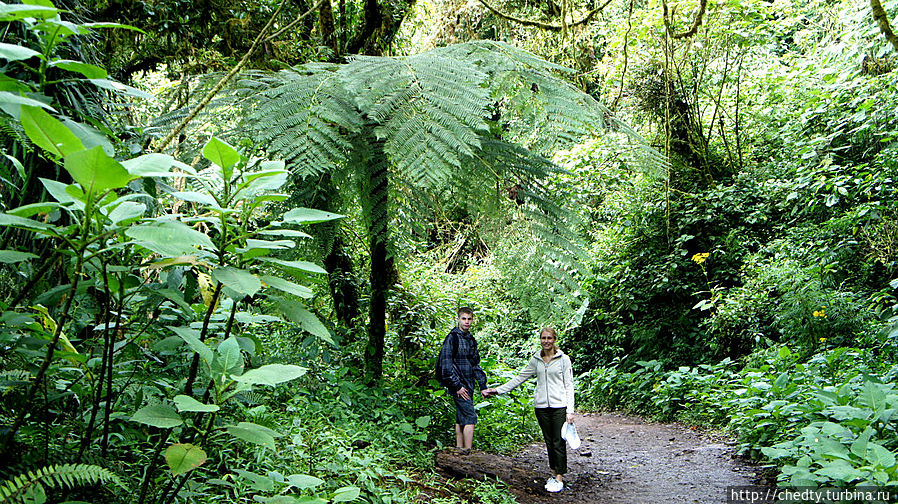 Гигантские папоротники, прародители всех наших деревьев Гигантские папоротники, прародители всех наших деревьев
