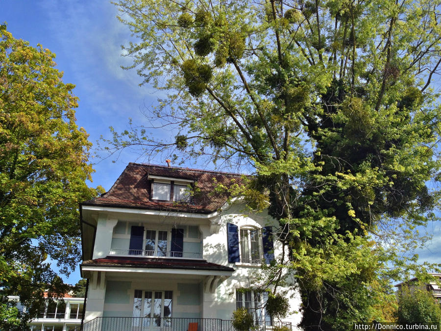 Рядом с кампусом IMD вижу омелу, приклеившуюся на одном из деревьев, смотрится интересно Лозанна, Швейцария