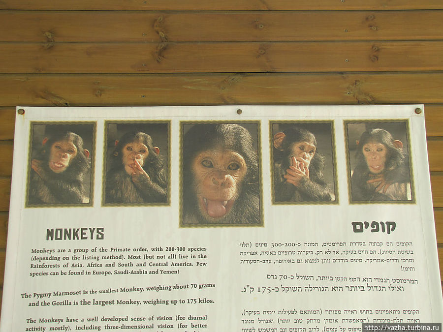 Знакомство с зоопарком Иерусалима. Иерусалим, Израиль