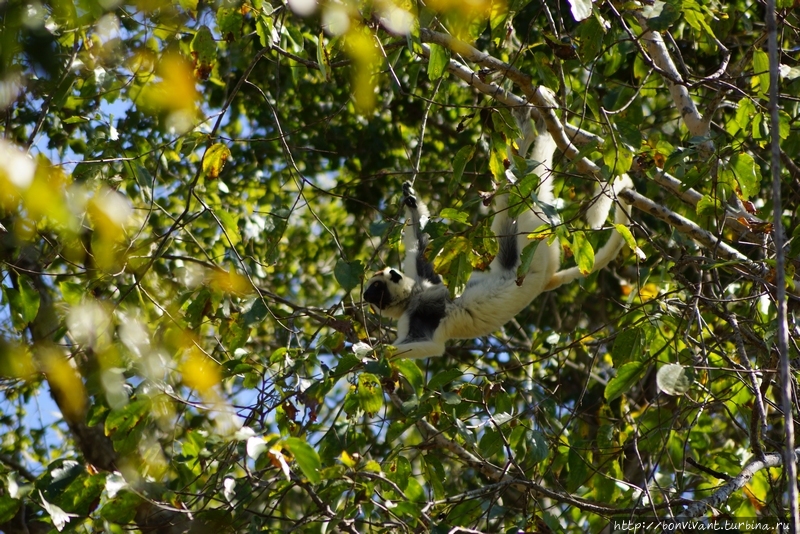 Сифака Киринди Митеа Национальный Парк, Мадагаскар