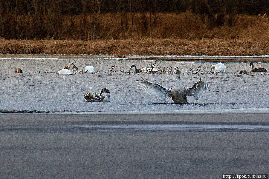 Лебединые истории Волгоградская область, Россия Лебединые истории Волгоградская область, Россия