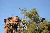Верблюд следит за пасущимися на аргановом дереве козами