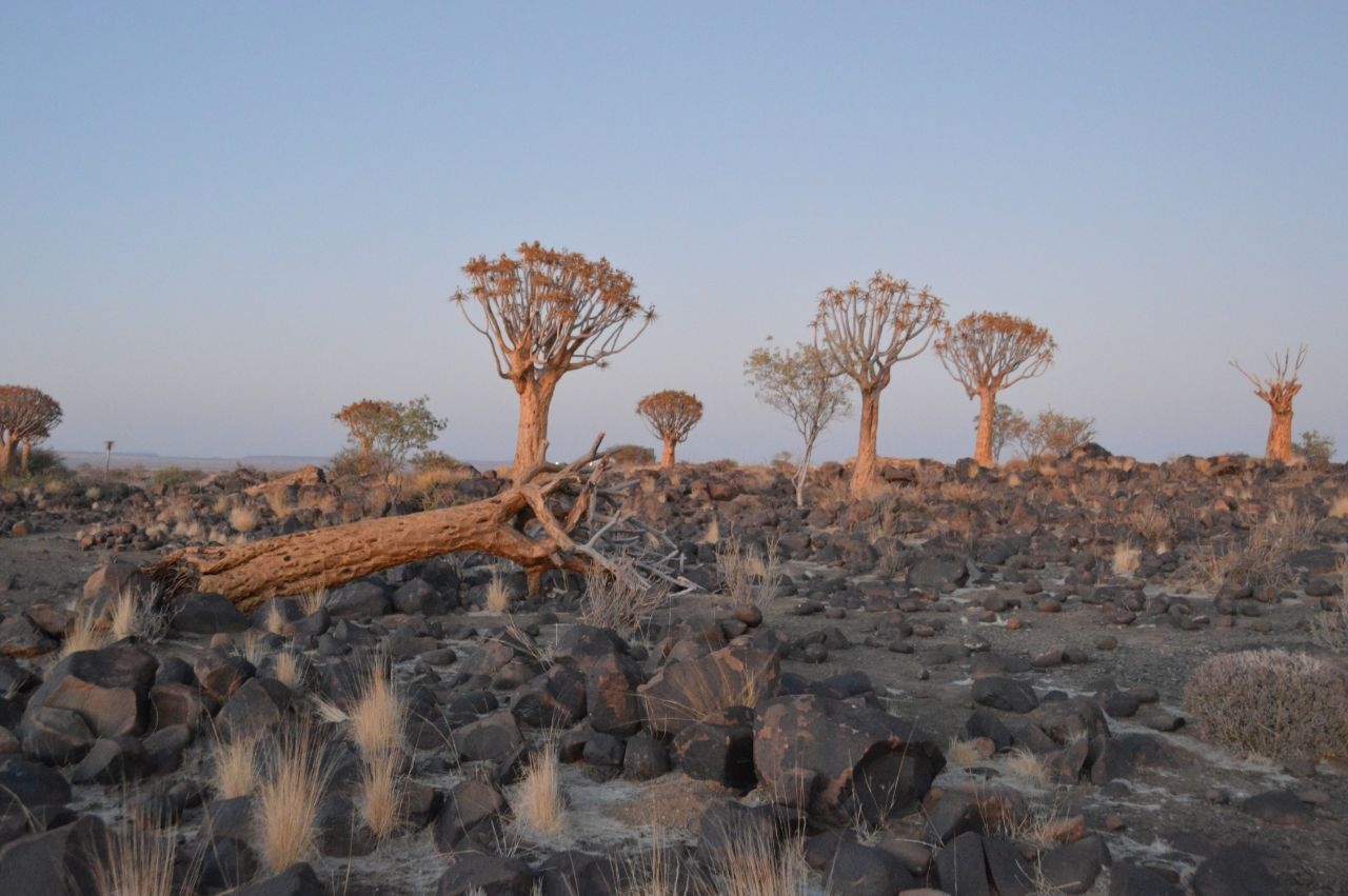 Лес колчанных деревьев Китмансхуп, Намибия