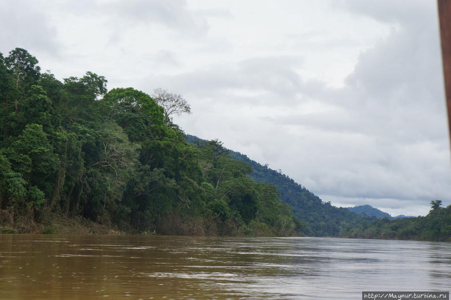 Меня  ни  на  минуту  не  покидало  ощущение,  что  мы  плывем  по  Амазонке. Те  же  джунгли,  та  же  вода.  А  вот  крокодилы  не  попадались! Куала-Лумпур, Малайзия