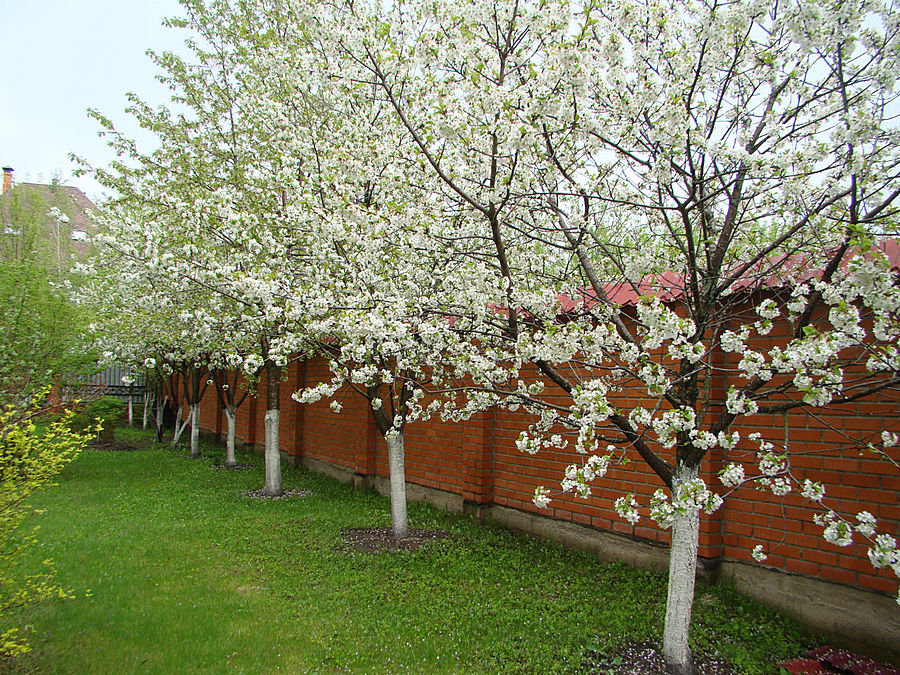 Моя сакура Москва, Россия Моя сакура Москва, Россия
