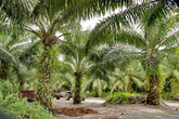 Плантация масличной пальмы. Ими покрыта почти вся материковая Малайзия, да и на Суматре тоже огромные территории тропических джунглей были уничтожена ради выращивания этой культуры... 

Деньги... всех интересуют деньги, а не кислород для планеты ((