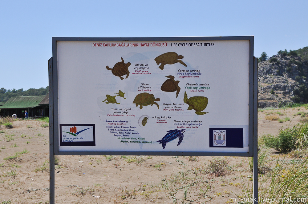 Пляж Изтузу представляет собой длинную песчаную косу шириной около 160 метров и протяженностью более четырех километров, отделяющую собой реку Дальян от Средиземного моря. Именно на этом пляже и любят гнездиться черепахи. Дальян, Турция Пляж Изтузу представляет собой длинную песчаную косу шириной около 160 метров и протяженностью более четырех километров, отделяющую собой реку Дальян от Средиземного моря. Именно на этом пляже и любят гнездиться черепахи. Дальян, Турция