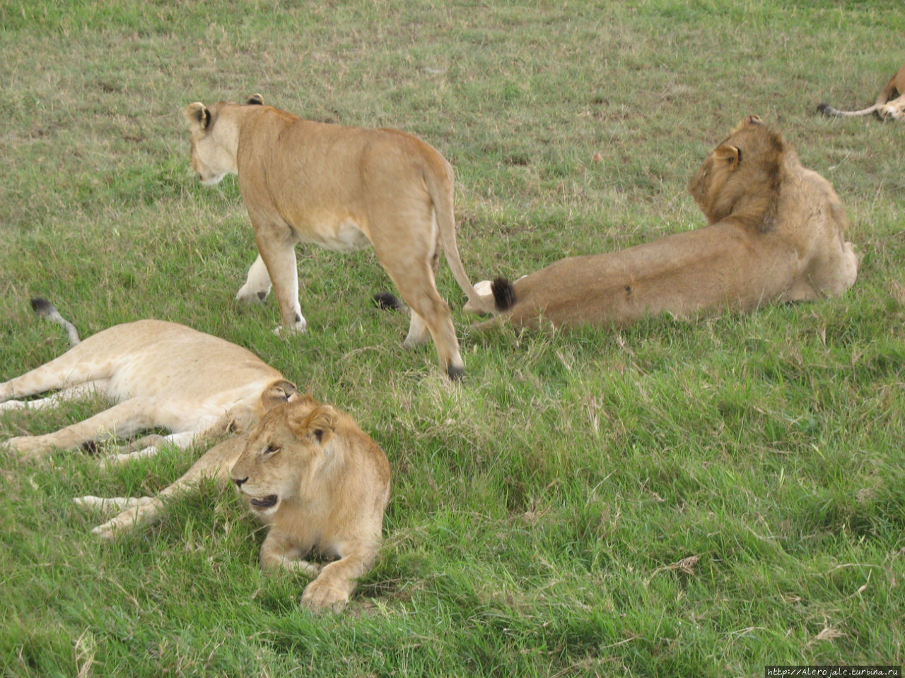 Только Львы Масаи-Мара Национальный Парк, Кения