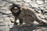 В Бразилии много диких обезьян. Это самая маленькая обезьяна — игрунка-мармозетка.