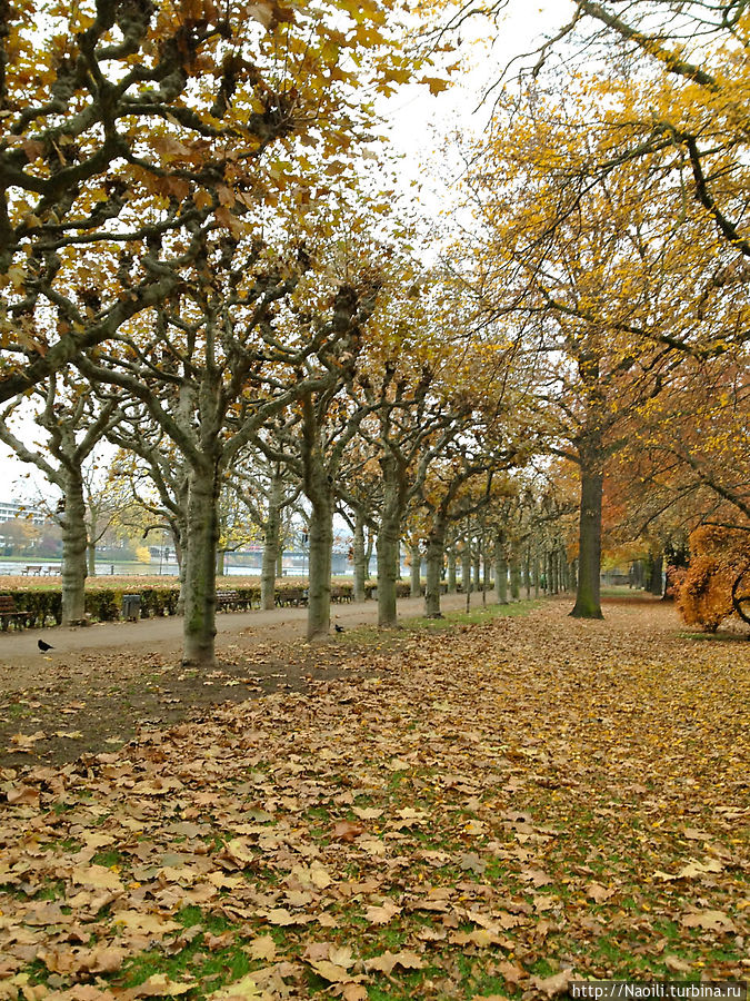 Золотая осень в парке, листья с травы не подметают, как например в Питере, а оставляют лежать золотым ковром Франкфурт-на-Майне, Германия