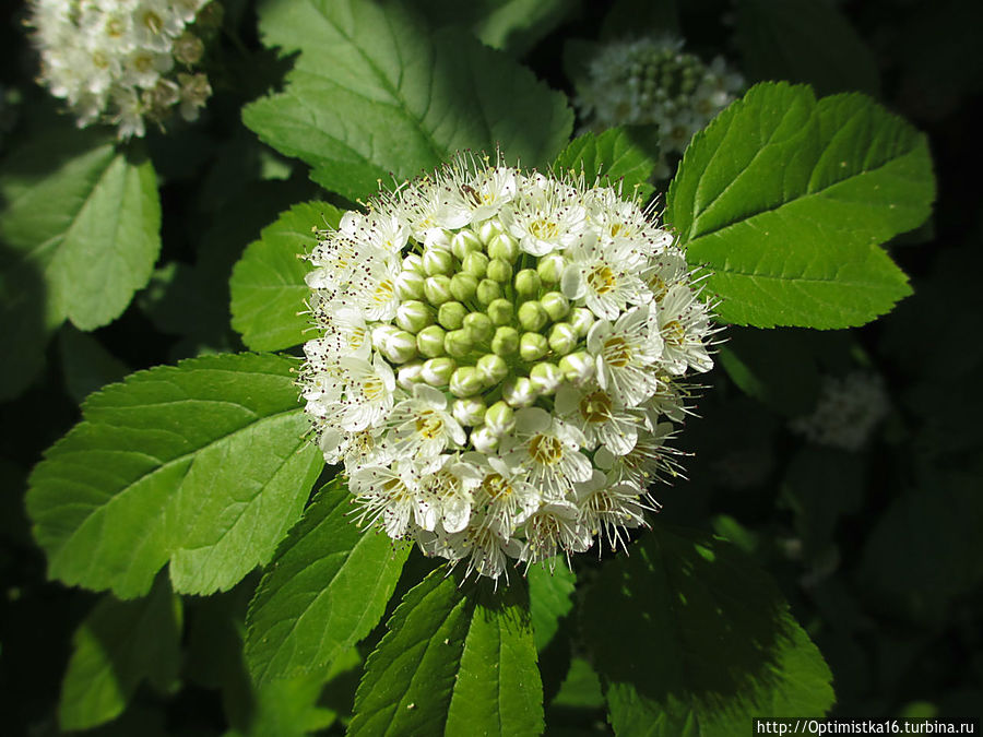 К Матронушке с благодарностью Москва, Россия К Матронушке с благодарностью Москва, Россия