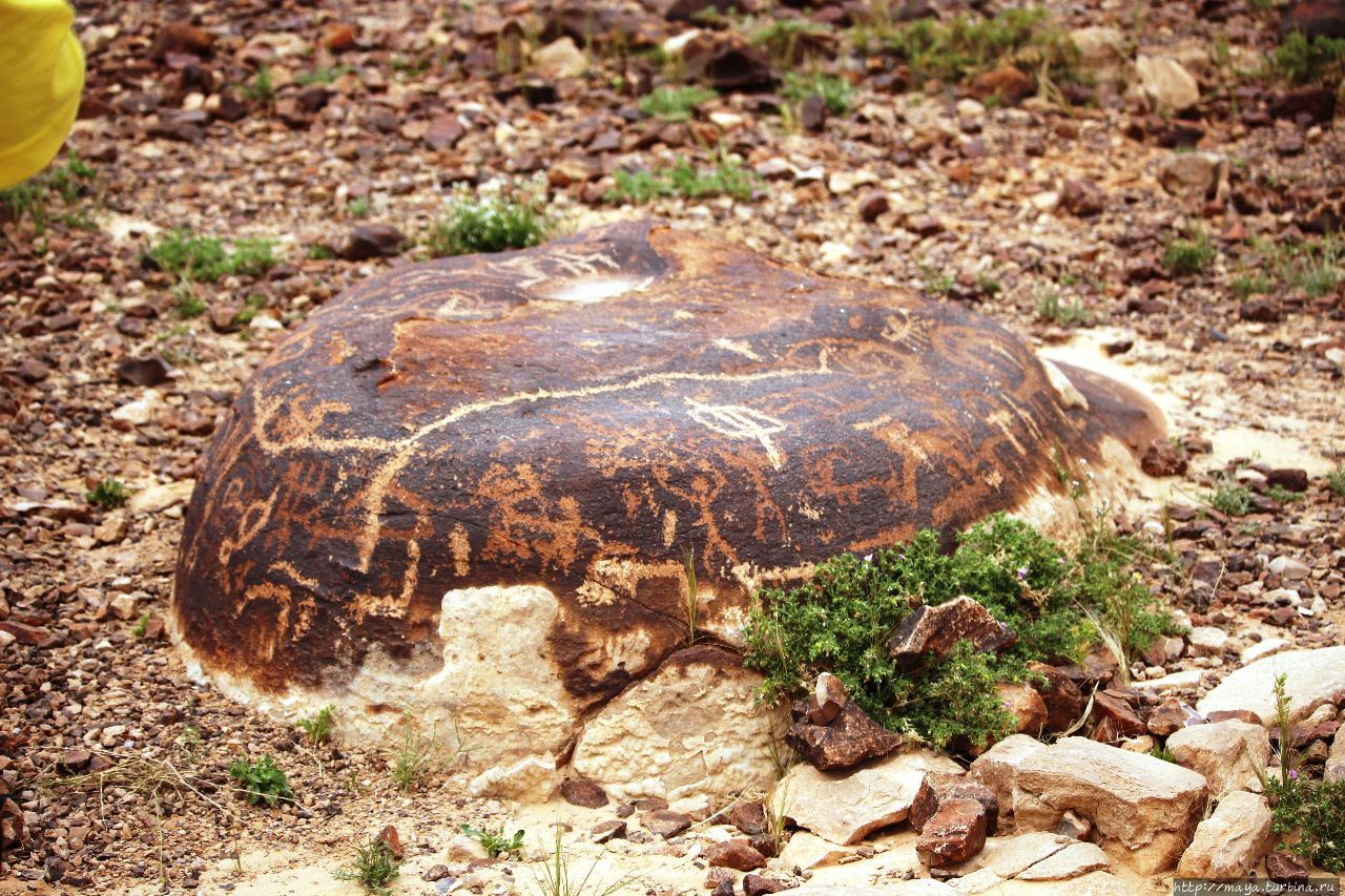 На этом камне рисунки 5-6 тысячелетней давности Мицпе-Рамон, Израиль