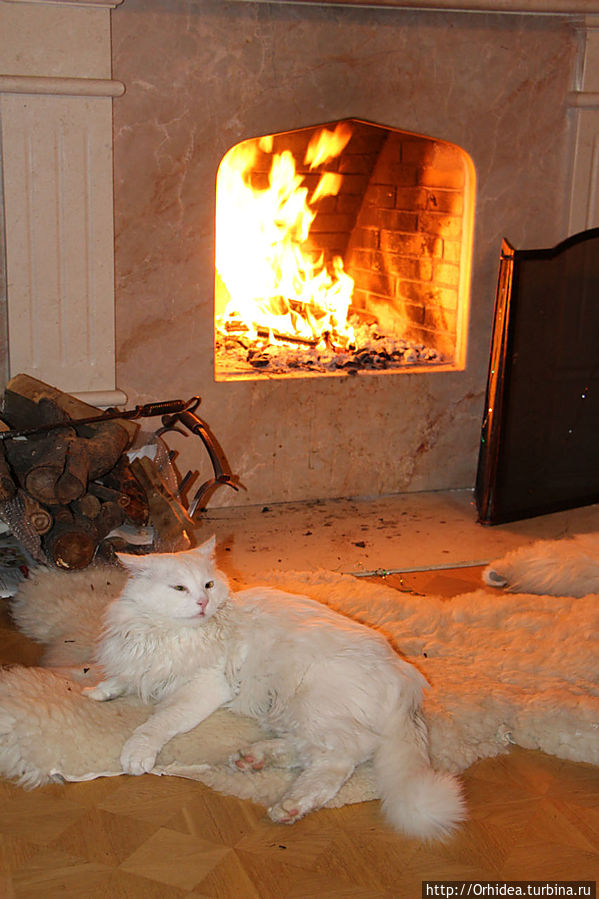 ну вот, поел, теперь можно и поспасть Харьковская область, Украина ну вот, поел, теперь можно и поспасть Харьковская область, Украина