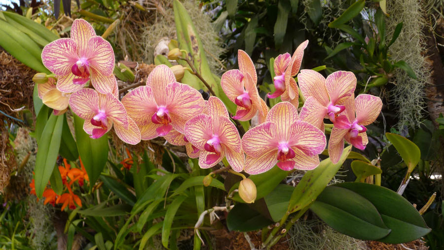 Мадейра — Сад орхидей Регион Мадейра, Португалия