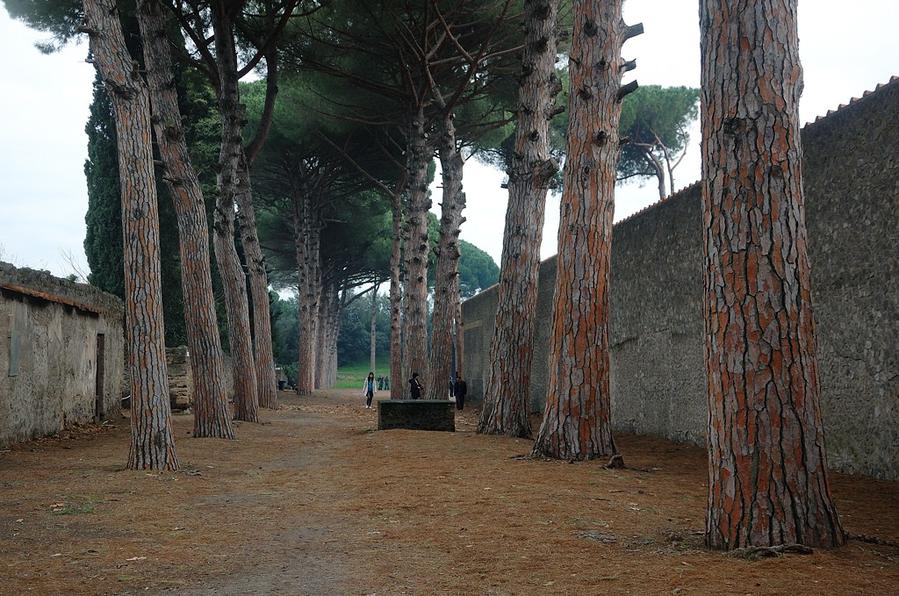 Сосны Помпеи, Италия