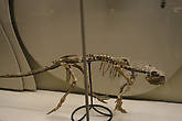 скелет птицетазового динозавра пситтакозавра