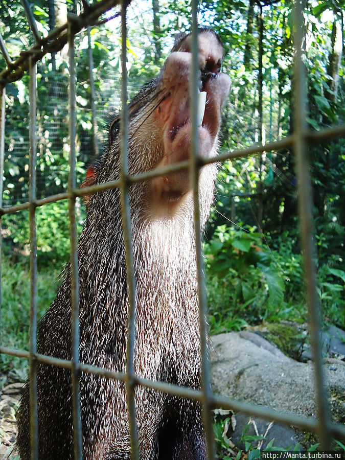 Это очень клевый зверь, агути. Все время, что мы там были, она носилась по клетке, прыгала, резко меняла направление, казалось, что ей нравится так беситься. Еще она смешно пищала. Это очень клевый зверь, агути. Все время, что мы там были, она носилась по клетке, прыгала, резко меняла направление, казалось, что ей нравится так беситься. Еще она смешно пищала.