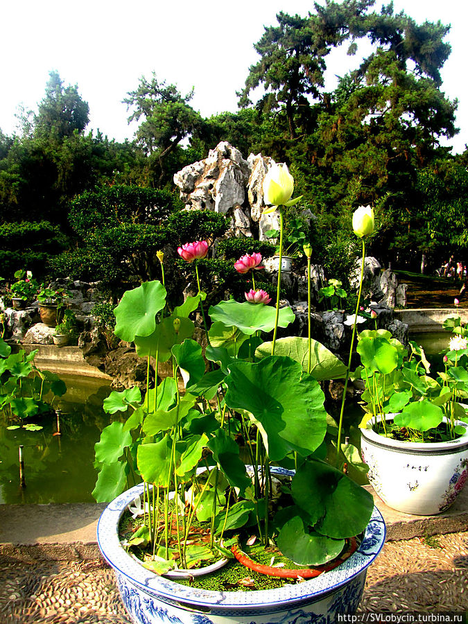 На берегу озера очаровательный парк Нанкин, Китай