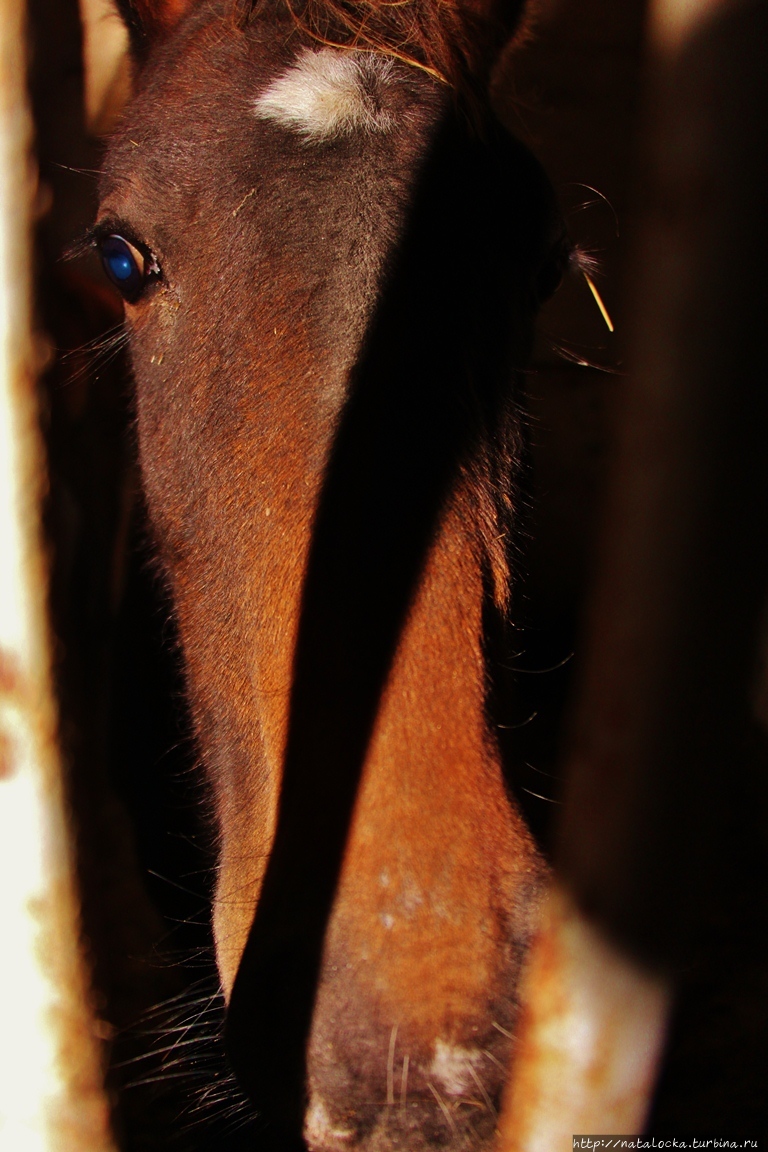 Конный завод Георгенбург. Черняховск, Россия Конный завод Георгенбург. Черняховск, Россия