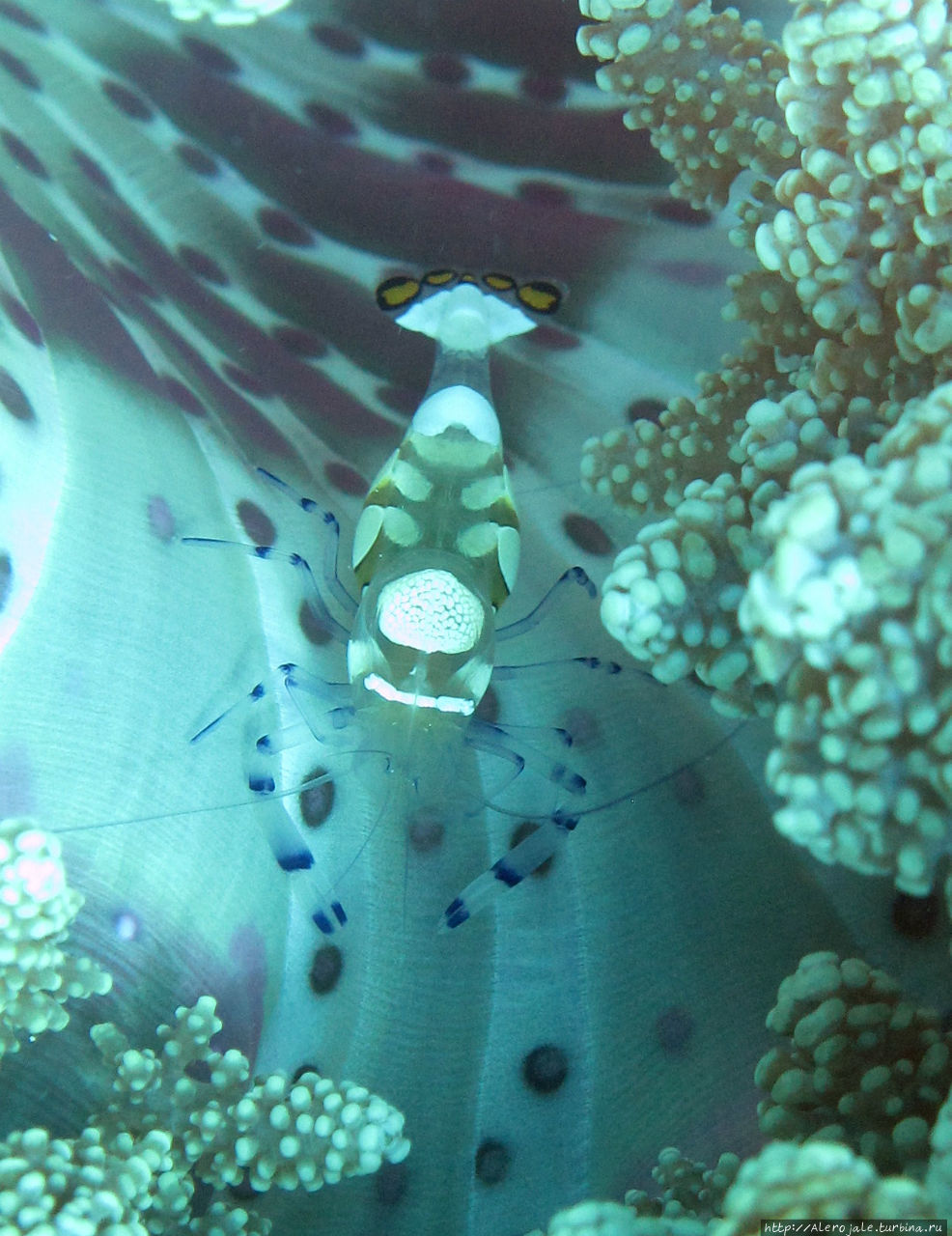 Matava Island — Great Astroloby Reef Риф Большой Астролябии, Фиджи