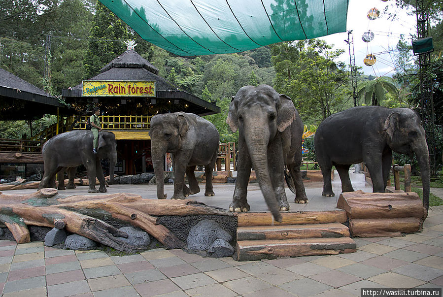 Выступление команды слонов. Выступление команды слонов.