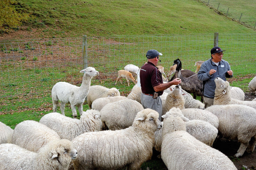 Кормление животных — овечки, страусы, альпаки Роторуа, Новая Зеландия
