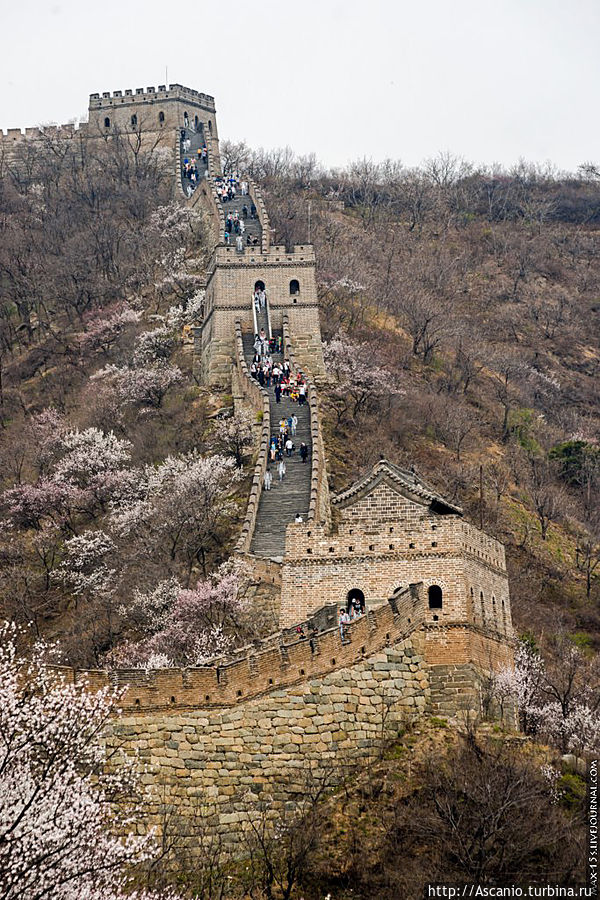 Великая Китайская стена в период цветения китайской яблони