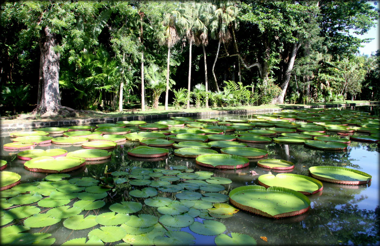 Ботанический сад Памплемус Памплемус, Маврикий