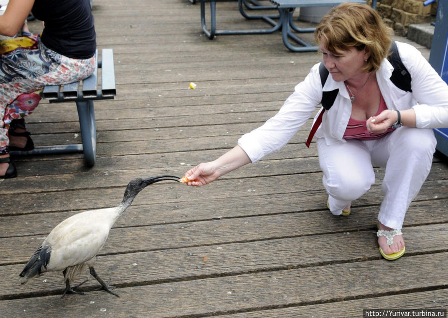 Многие птицы не боятся человека и кормятся с рук