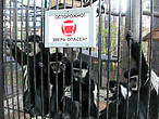 Группа восточных колобусов в ожидании подачек от посетителей зоопарка.
