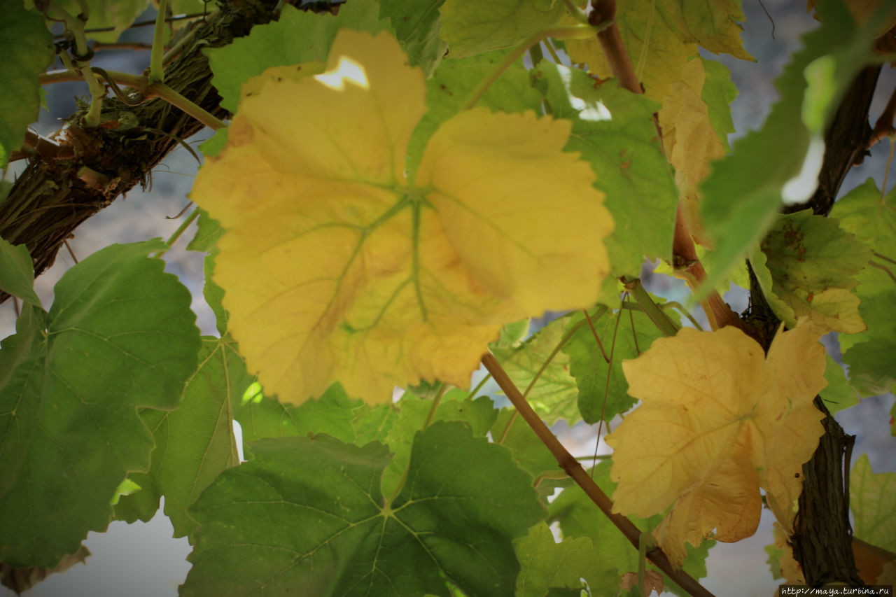 Есть даже пара желтых листьев Лахиш, Израиль