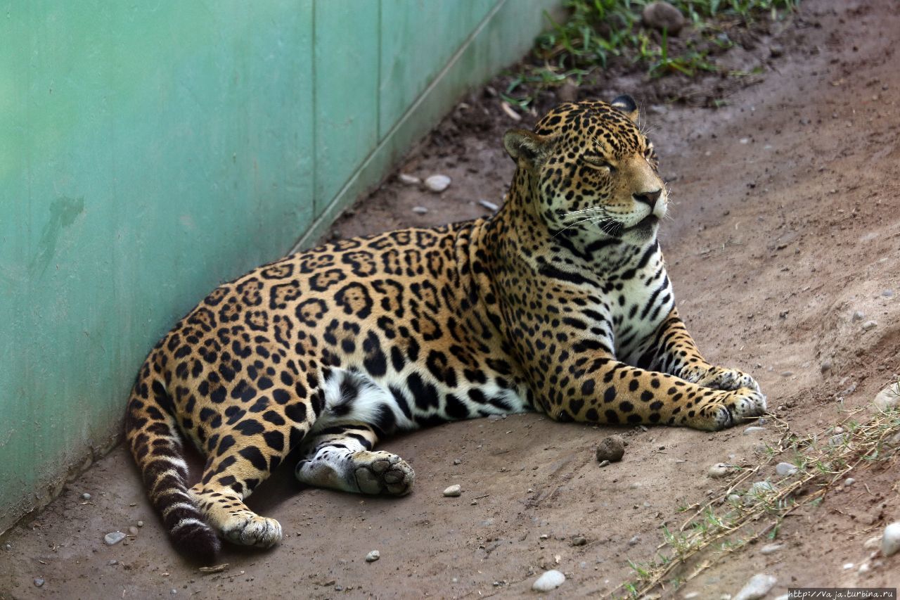 Зоопарк Лимы. Перу Лима, Перу