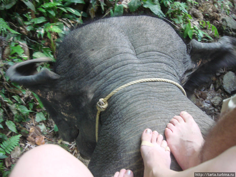 По джунглям на слонах Пхукет, Таиланд