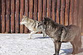 Черный канадский волк (Canis lupus pambasileus)

Обитает в степях и лесостепях Центральной и Северной частей Канады. Является подвидом волка обыкновенного. В отличие от него, чаще имеет чёрный окрас, но может быть серым или белым. В зоопарке живут 2 самца канадского волка. Их зовут Черныш и Серик.
